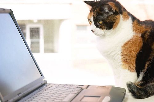 Mouse, what mouse?
